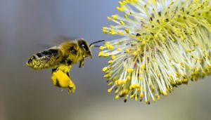 Бджоли гинуть менше